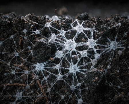 Glowing White Network Threads Branching Through Dark Soil