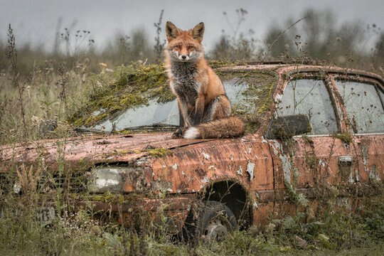 Red Fox Sitting on Rusted Abandoned Car Overgrown by Nature