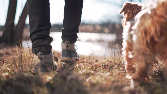 Person walking with dog on trail near lake during outdoor hiking adventure in nature. Owner hikes with pet companion. Boots step on path. Dog follows owner during walk. Nature exercise activity.
