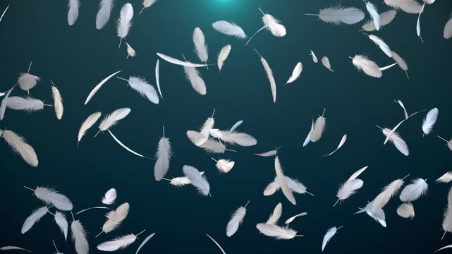 White Feathers Falling on Dark Teal Background