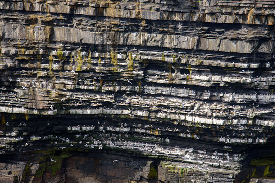 Nesting seabirds on the layered Dun Briste sea stack, Downpatrick Head cliff close-up, County Mayo, Ireland