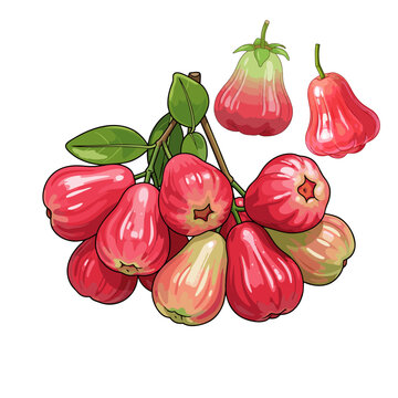 Fresh Red Water Apple Fruit Bunch Vector Illustration
