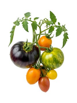 Heirloom tomato plant branch with ripe and ripening fruits in various stages of maturity, isolated on white background for culinary, gardening, and agricultural design projects.
