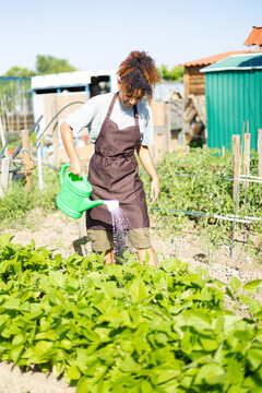 Woman watering green plants in community garden