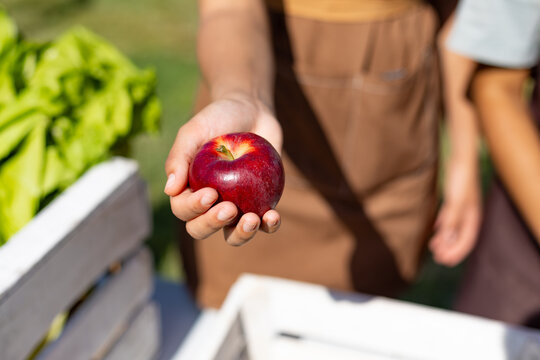 Hand holding fresh organic red apple outdoors