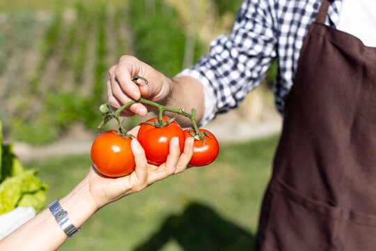 Gardener handing freshly picked tomatoes on vine