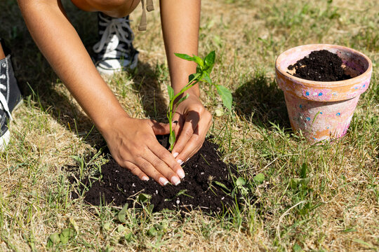 Person planting new green plant in outdoor garden