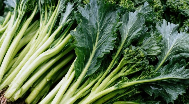 Fresh bunches of leafy green rapini with crisp stems and textured florets