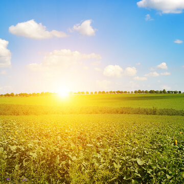 Beautiful Vibrant Sunflower Field at Sunset with Bright Sun