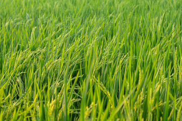 Fototapeta premium a very beautiful view of rice fields and rice plants in the afternoon