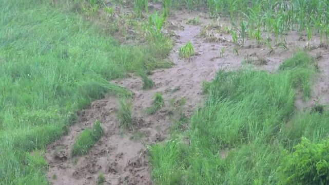 torrential rainfall, heavy rain fall, flood, mud streams running down the street, downpour 