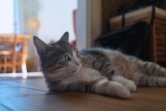 Unsere Stubenkatze blickt beobachtend in der Wohnung liegend herum 
