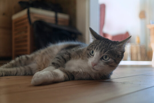 Unsere Stubenkatze blickt beobachtend in der Wohnung liegend herum 