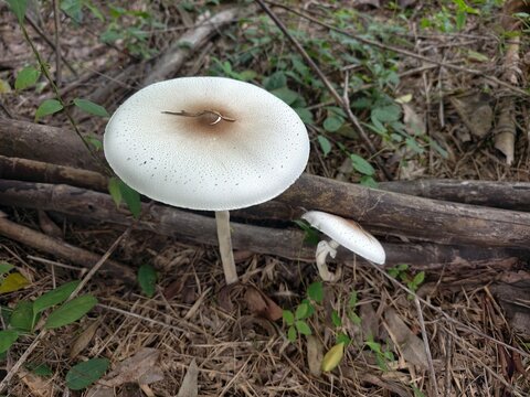 Psilocybe mushroom occurs in buffalo dung.