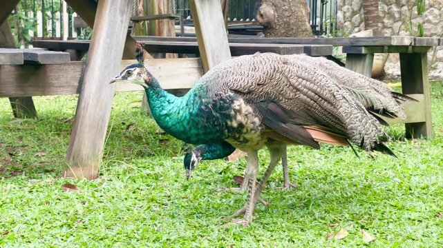 portrait of two young peacock and peahen looking for food on the grass in the afternoon, indian peafowl foraging food in its natural habitatl, rooster sound in background