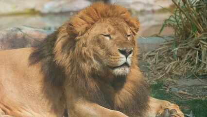 portrait half body of male lion loafing in the afternoon, sleepy look of lion in the zoo © ElizabethGo