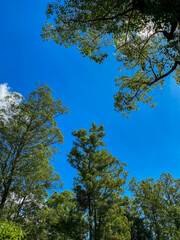 Fototapeta premium Looking upward at tall green forest trees against a vivid blue sky, creating a peaceful natural canopy scene with lush foliage and fresh outdoor atmosphere.