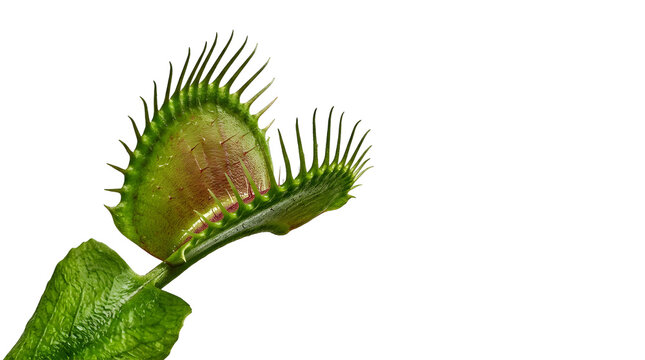 Venus flytrap plant macro isolated on transparent background