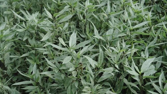 Close up of dense tropical green foliage creating natural leafy texture background