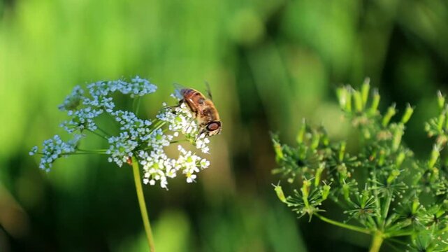 ​A bee or hoverfly collecting nectar on small white flowers of a wild umbellifer plant in summer. This video details the beneficial pollinator insect working under warm sunlight against a blurry brigh