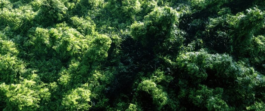Overhead view of dense green tropical forest canopy