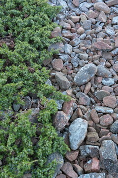 A striking natural texture contrast between dense green juniper foliage and a bed of weathered multicolored rocks and pebbles, photographed at Hovs Hallar nature reserve on the Swedish coast