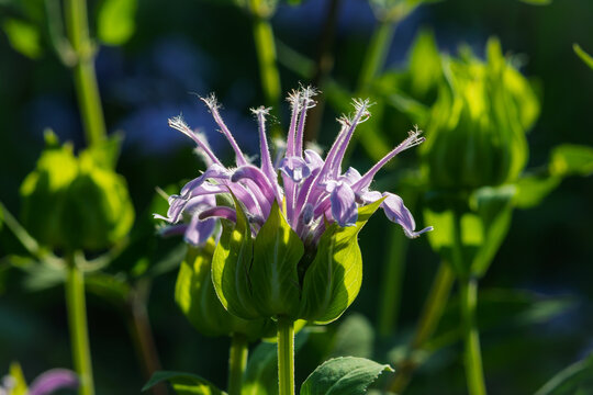 Close-up capturing the intricate beauty of a wild bee balm flower (Monarda fistulosa) or  wild bergamot in full bloom, illuminated by backlighting sunlight.