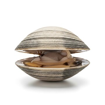 Open Seashell with Pearl Inside on White Background.