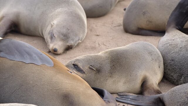 Baby seal breastfeeding at Cape Cross Seal Reserve, one of the largest colonies of Cape fur seals in the world, on the Skeleton Coast in Namibia.