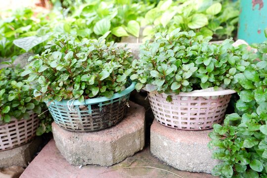 Green Watercress Plant Plastic Basket Indoor Cultivation