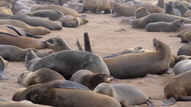 Seals at Cape Cross Seal Reserve, one of the largest colonies of Cape fur seals in the world, on the Skeleton Coast in Namibia.