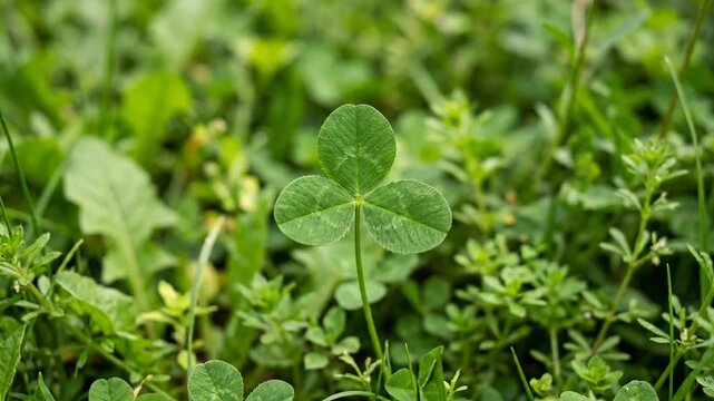 Green three leaf clover growing in a lush meadow field