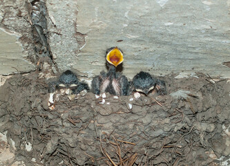 Close-up of baby swallows in a mud nest built under a roof, one chick calling with wide open beak © drakuliren