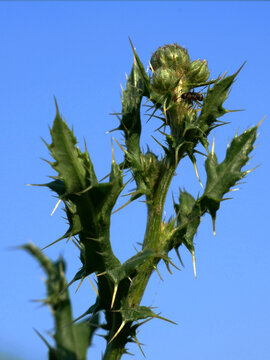 A close-up view of a thorny green plant with a bud at the top against a clear blue sky.