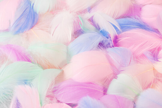 soft textures of pink and purple feathers, gentle pastel background