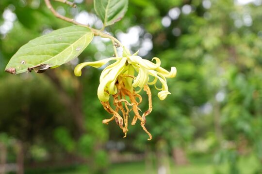 Cananga Odorata Ylang-Ylang Flowers Hanging Tree Tropical Bloom