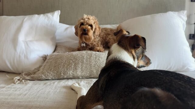 Two dogs playing on couch, pet interaction video
