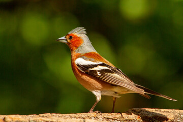 Fototapeta premium Male Common Chaffinch Fringilla coelebs with a raised crest perched on a log in the summer forest