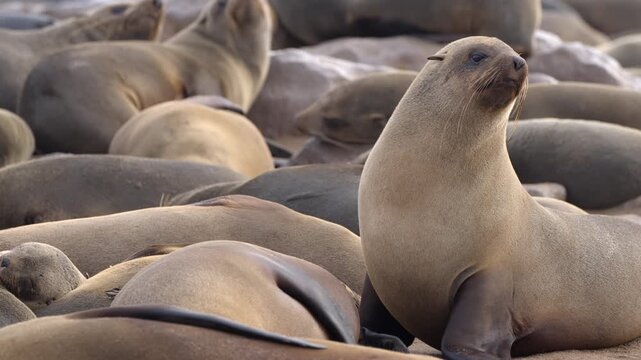 Seals at Cape Cross Seal Reserve, one of the largest colonies of Cape fur seals in the world, on the Skeleton Coast in Namibia.