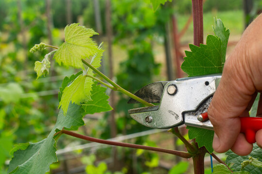Gardener Pruning Grapevine with Secateurs