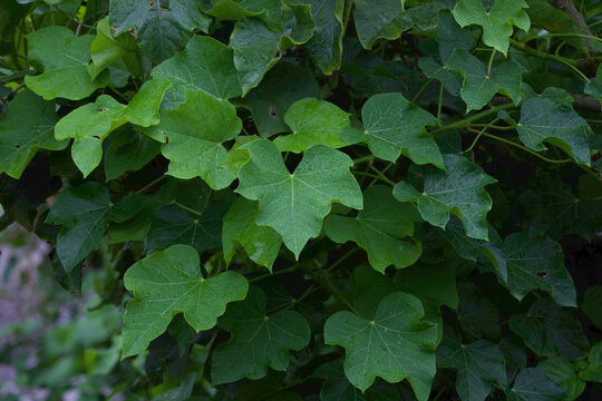 Fresh Jatropha curcas leaves with rain drops in natural green foliage