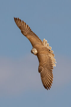 Majestic hunting falcon banking sharply in mid-air against a blue sky, displaying its impressive wingspan and a tail tracking transmitter.