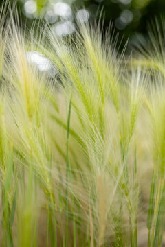 Soft grass of foxtail barley in golden light. Ripe cereals, harvesting