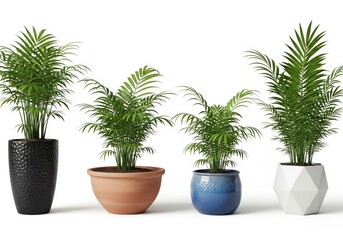 Fototapeta premium Four potted palm plants in different containers