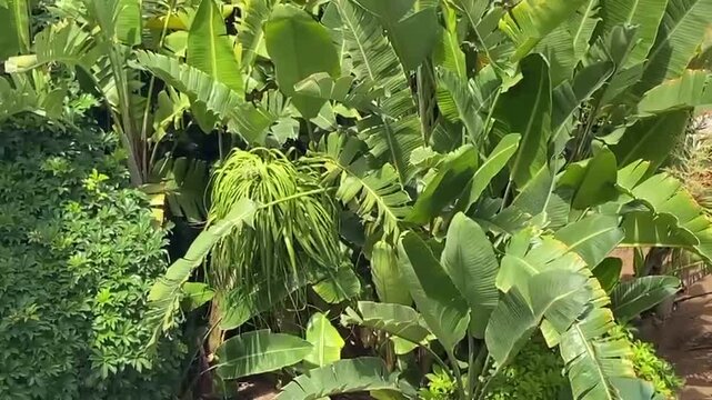 Lush banana plants with large green leaves tropical foliage in a vibrant garden setting, evoking a sense of nature and tropical serenity. Tenerife, Canary Islands,Spain,4K.