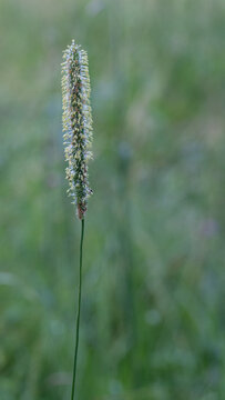 Wild Meadow Grass With Beautiful Natural Copy Space