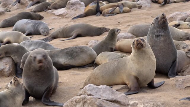 Seals at Cape Cross Seal Reserve, one of the largest colonies of Cape fur seals in the world, on the Skeleton Coast in Namibia.