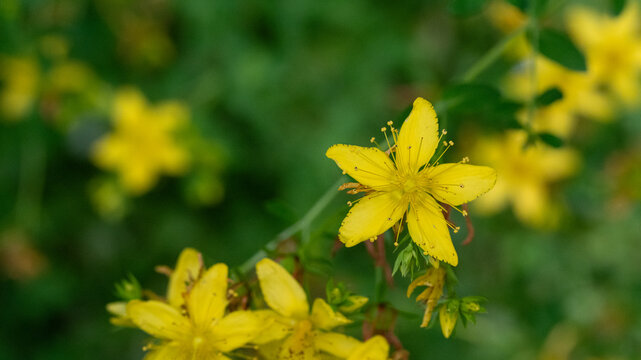 Yellow Medicinal Wildflowers with Elegant Green Bokeh