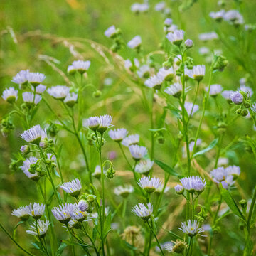 Delicate White Fleabane Flowers With Soft Green Bokeh