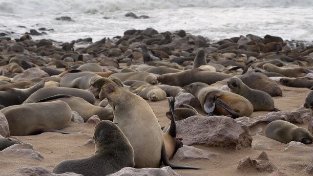 Seals at Cape Cross Seal Reserve, one of the largest colonies of Cape fur seals in the world, on the Skeleton Coast in Namibia.